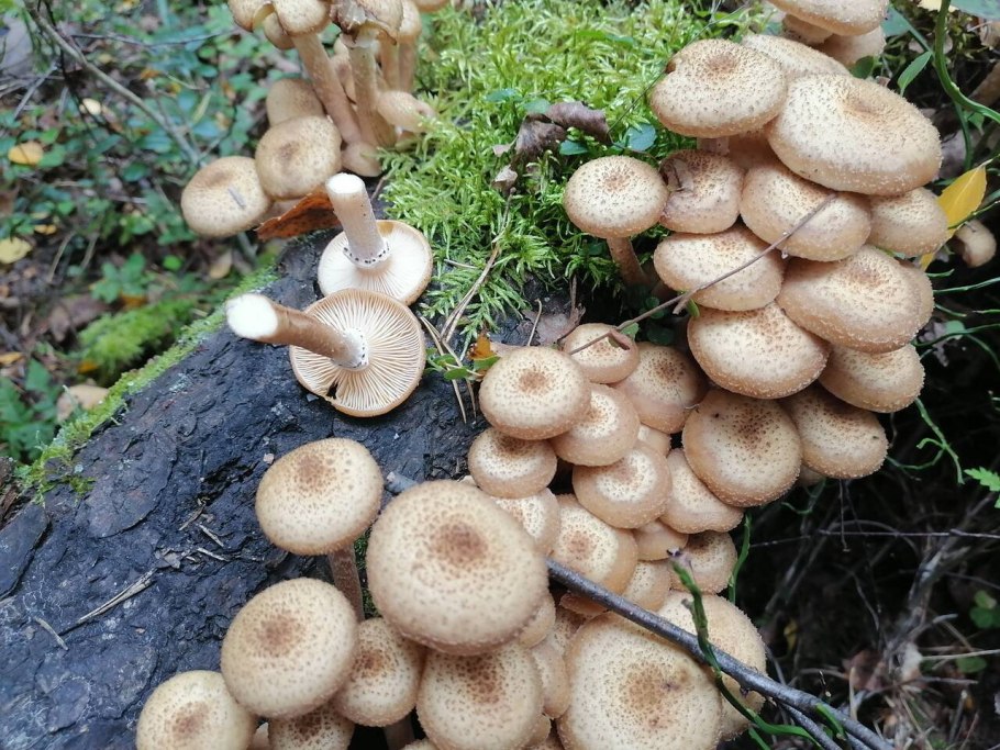 Опята Лесные