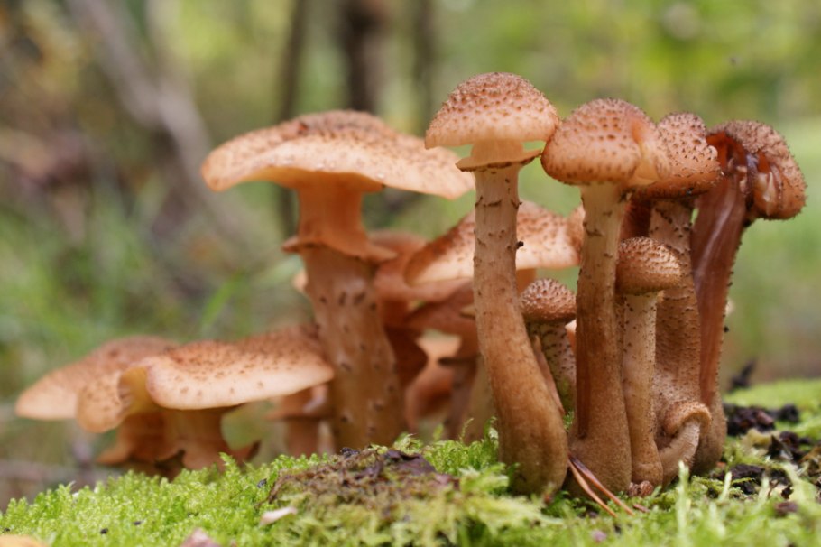 Опёнок осенний (Armillaria mellea)