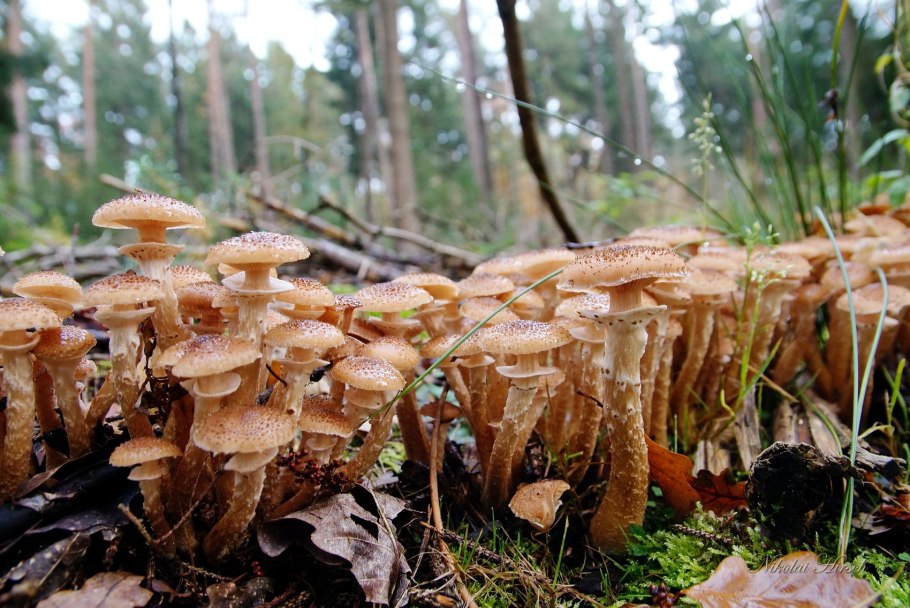 Осенние опята (настоящие) (Armillaria mellea)