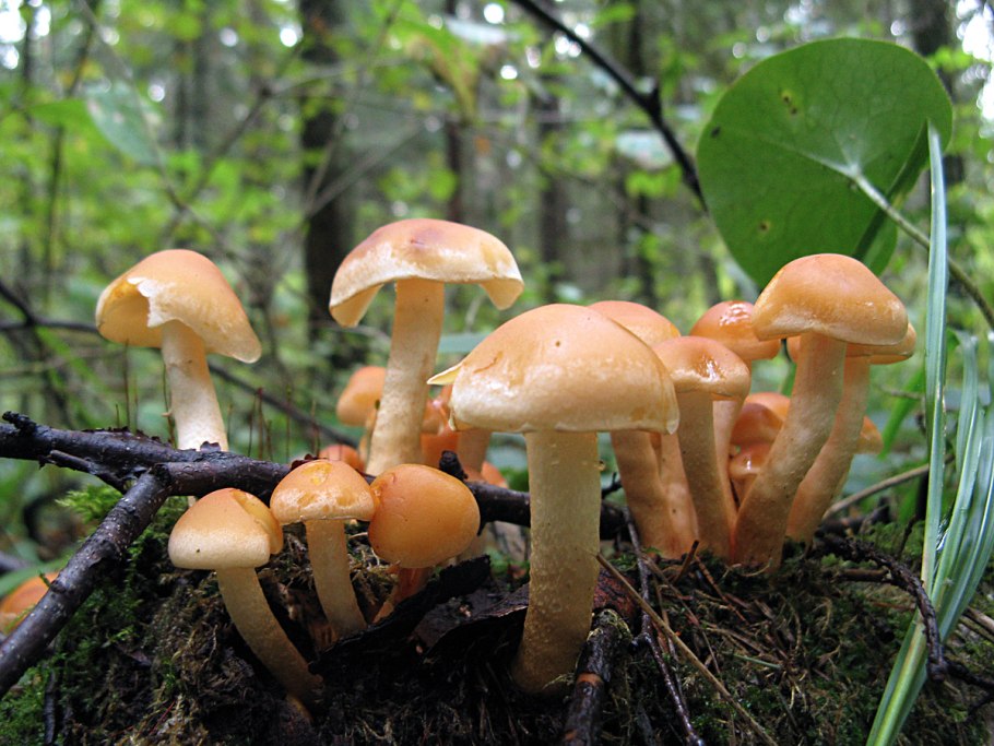 Медовые грибы Armillaria mellea