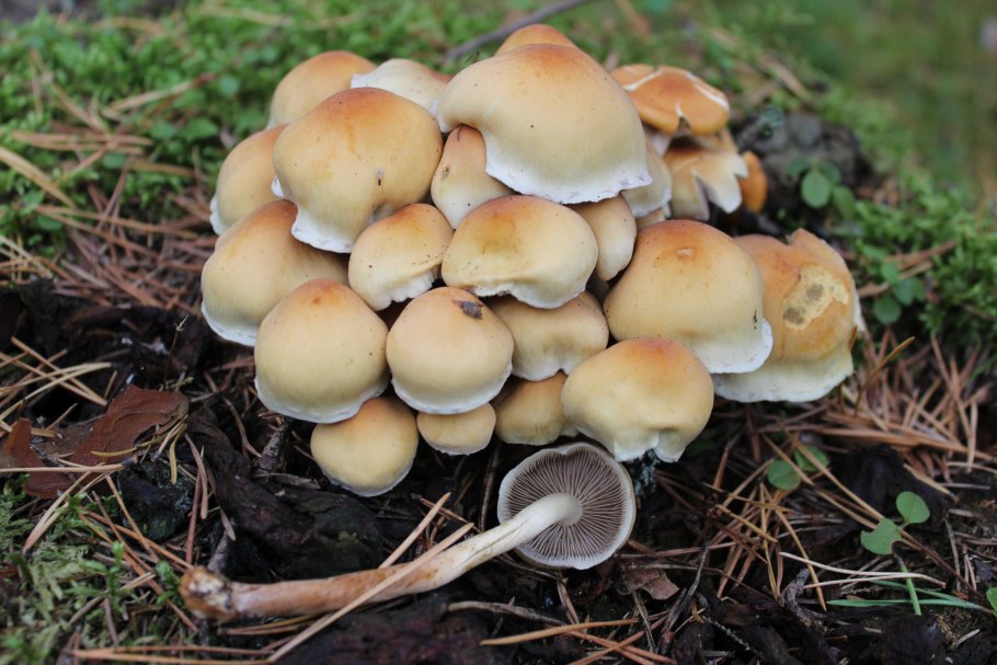 Грибы опята