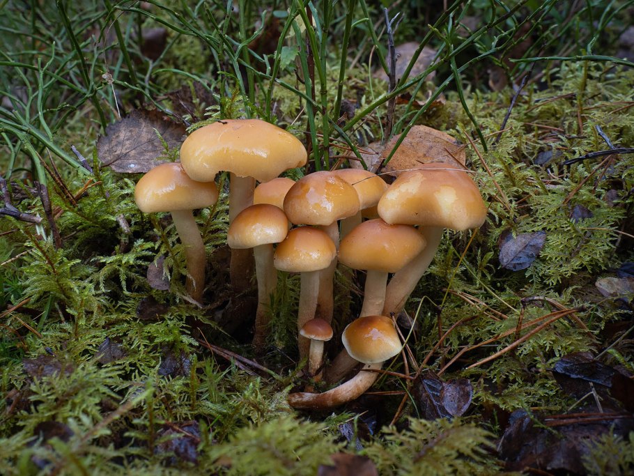 Грибница опенка темного Armillaria ostoyae