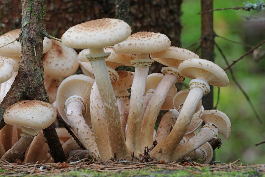 Опёнок осенний armillaria mellea
