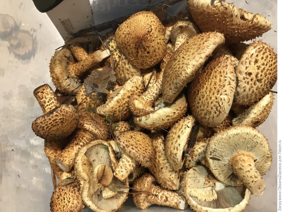 Чешуйчатка Тополевая