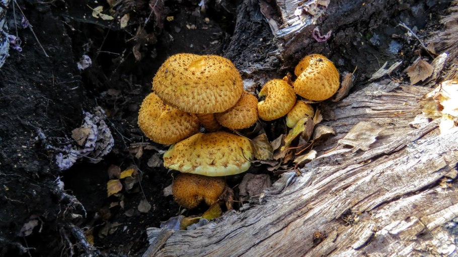 Королевские опята чешуйчатка золотистая