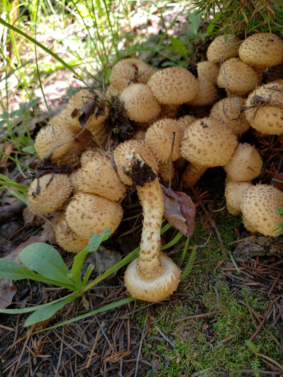 Чешуйчатка обыкновенная опята