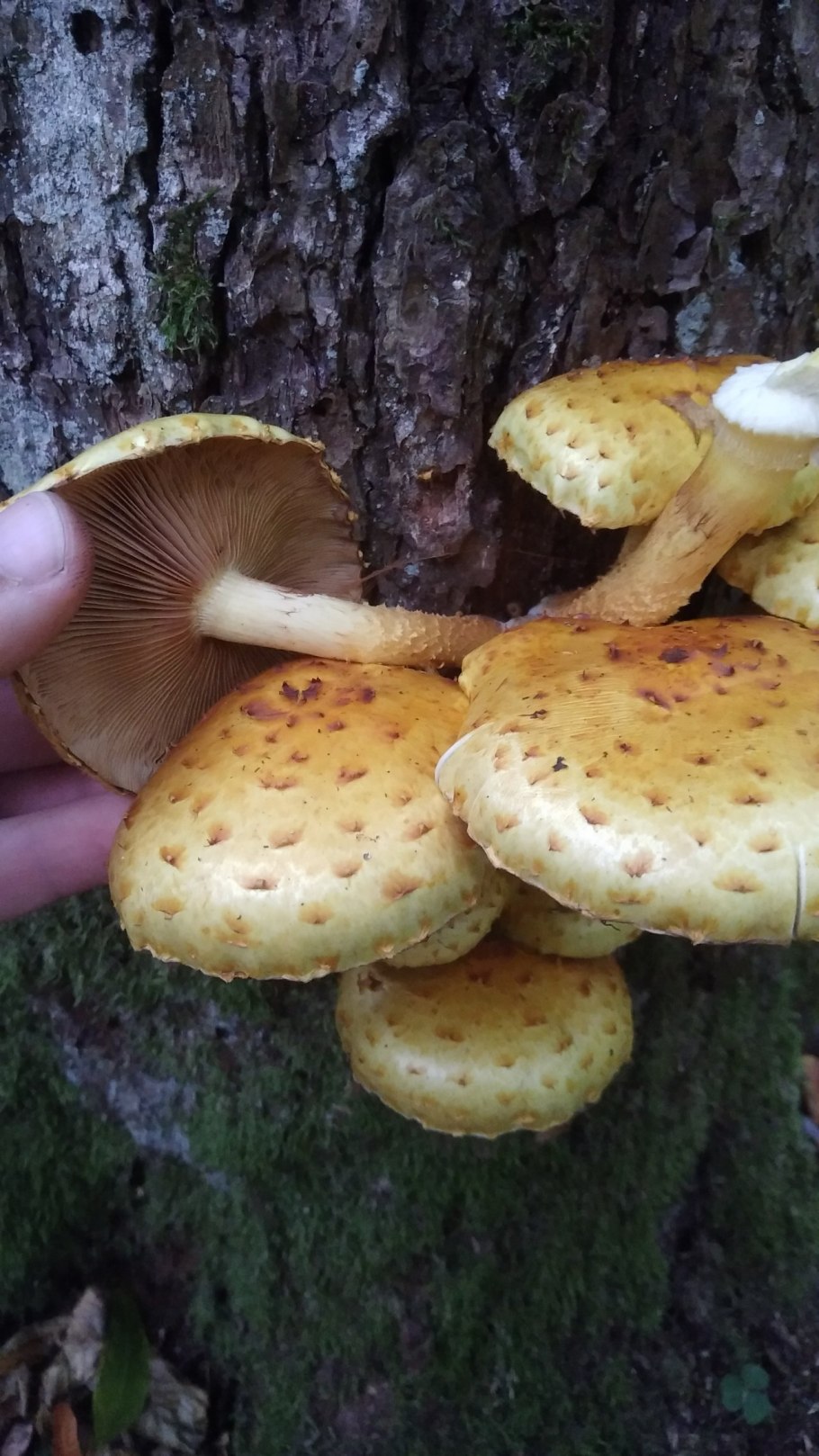 Чешуйчатка золотистая (Pholiota aurivella)