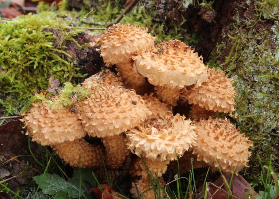 Гриб чешуйчатка обыкновенная съедобная