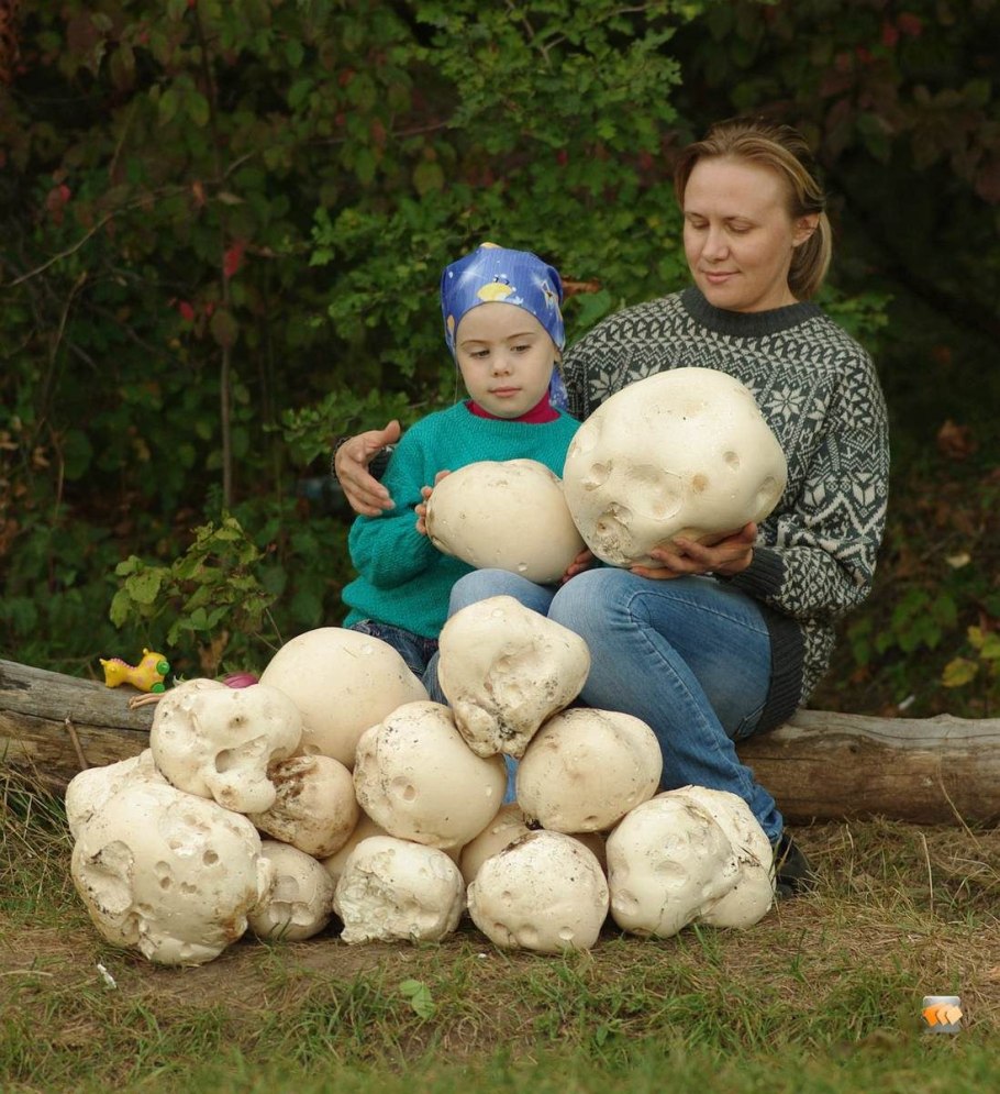 Лангерманния гигантская