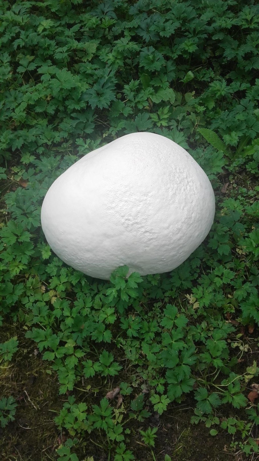 Гриб Calvatia gigantea
