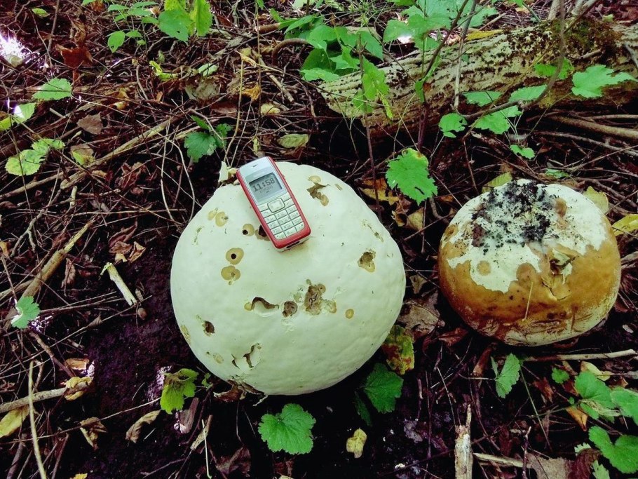 Вывод ГОЛОВАЧ гигантский готовый