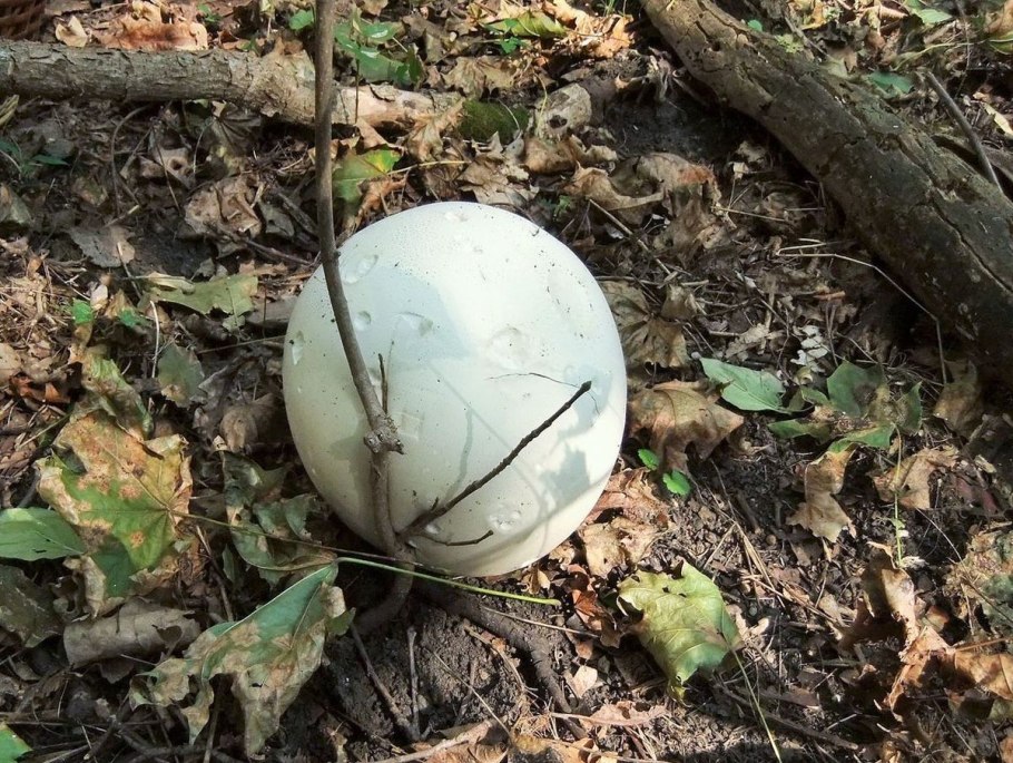 Гигантский дождевик пахнет картошкой