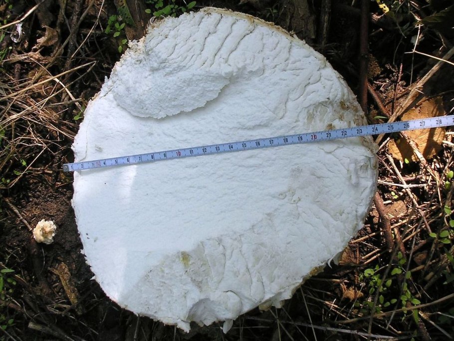 ГОЛОВАЧ (род грибов)