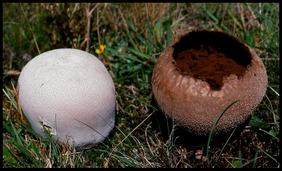 Giant Puffball