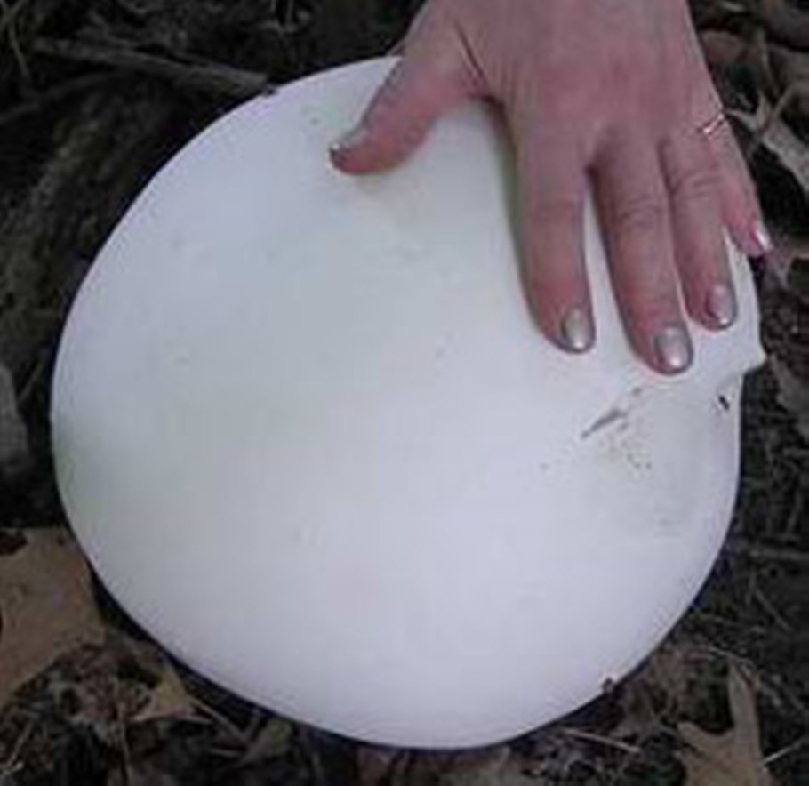 Puffball лангерманния гигантская