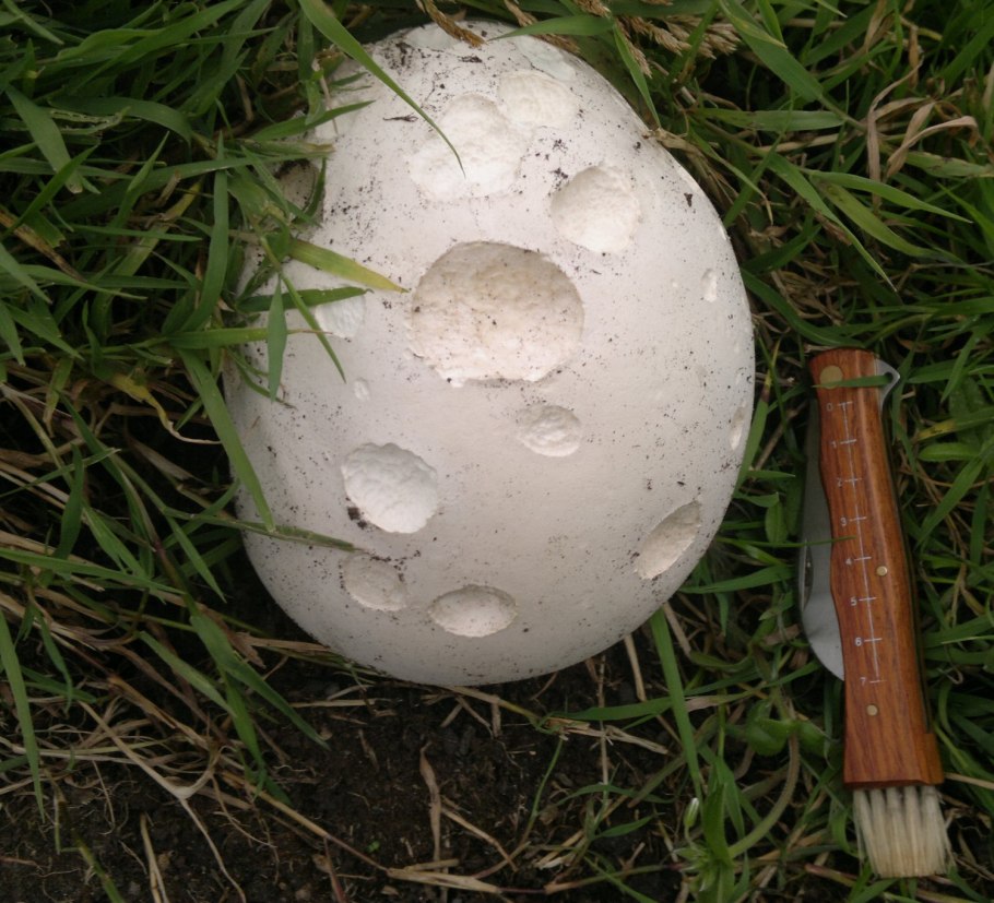 Дождевик (gigantea)