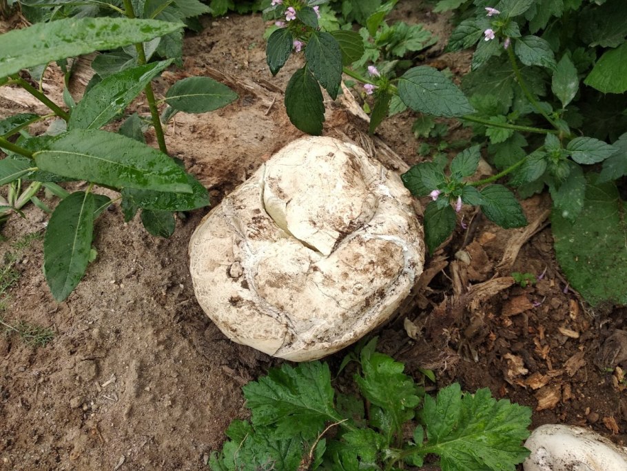 ГОЛОВАЧ гигантский рисунок