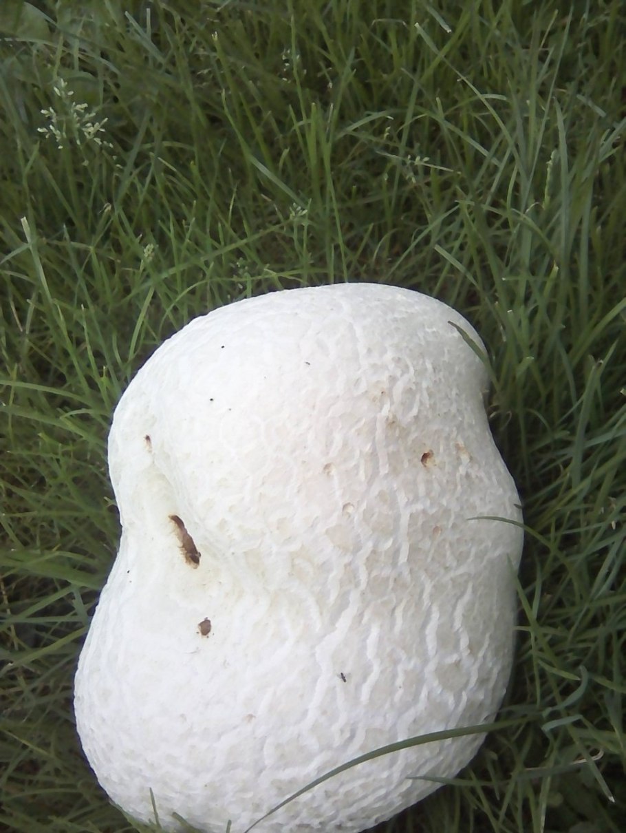 Гриб Calvatia gigantea