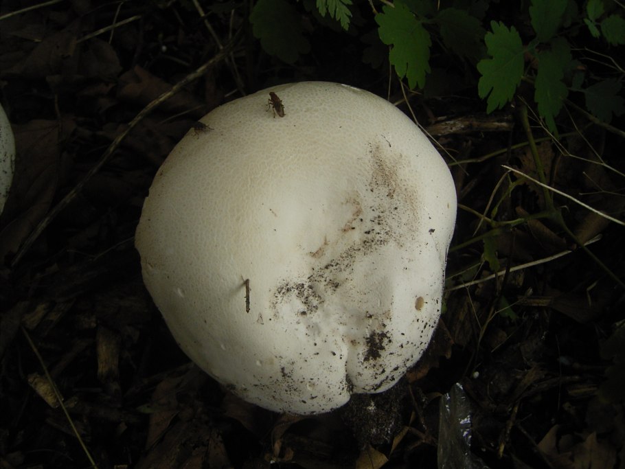 Дик ГОЛОВАЧ