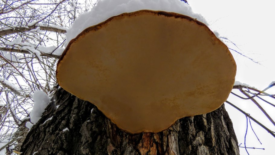 Трутовик окаймленный fomitopsis pinicola