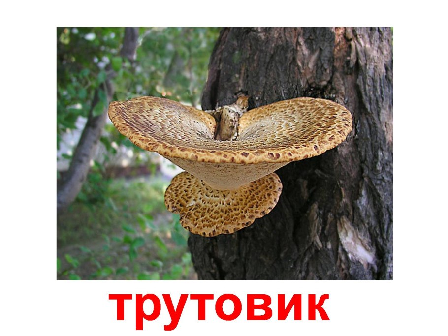 Трутовик чешуйчатый