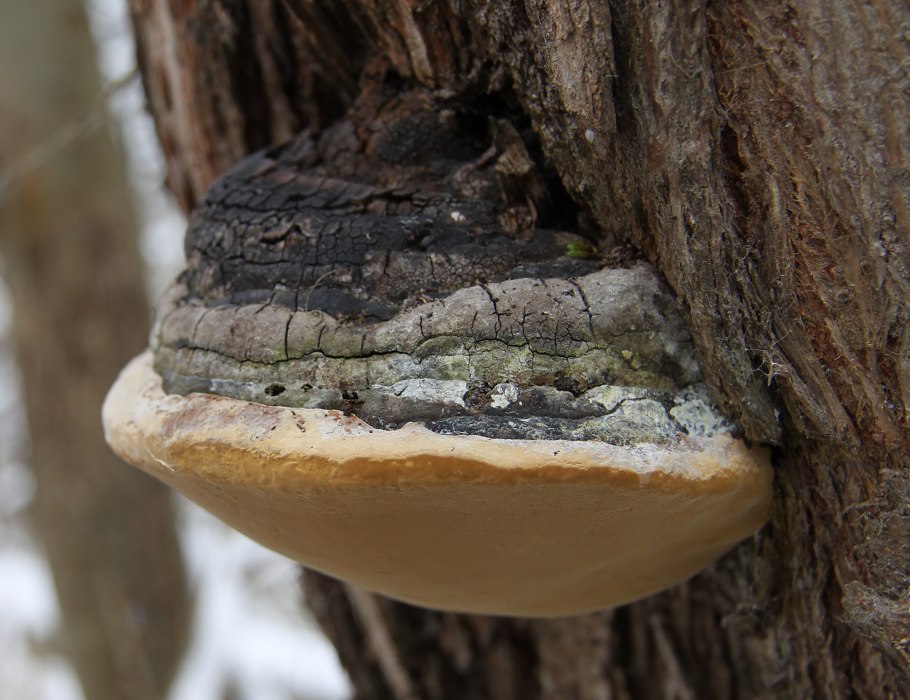 Ложный трутовик Phellinus igniarius