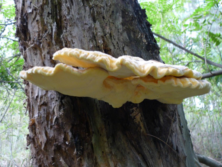 Трутовик и вешенка