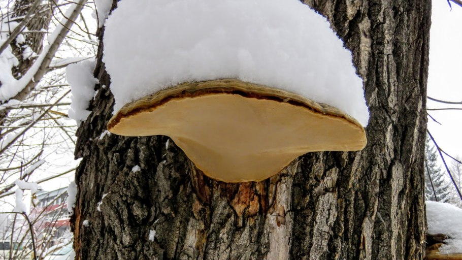 Трутовик Южный