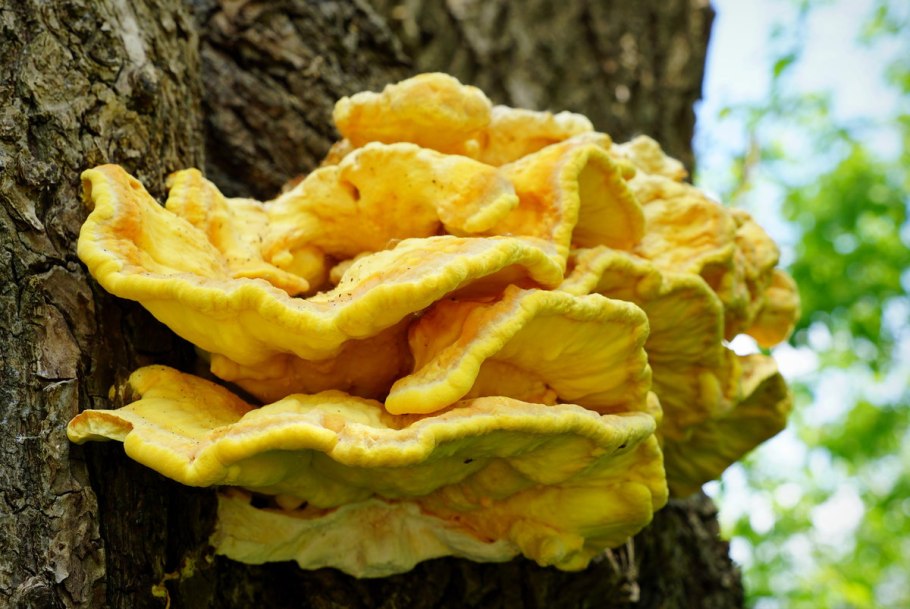 Грибы паразиты на деревьях