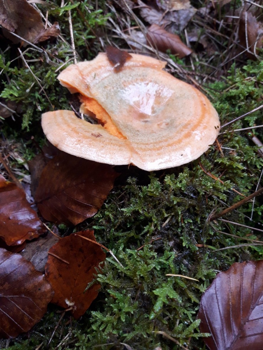 Рыжик еловый/еловик (Lactarius deterrimus);
