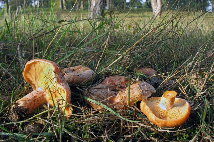 Грибы грузди рыжики