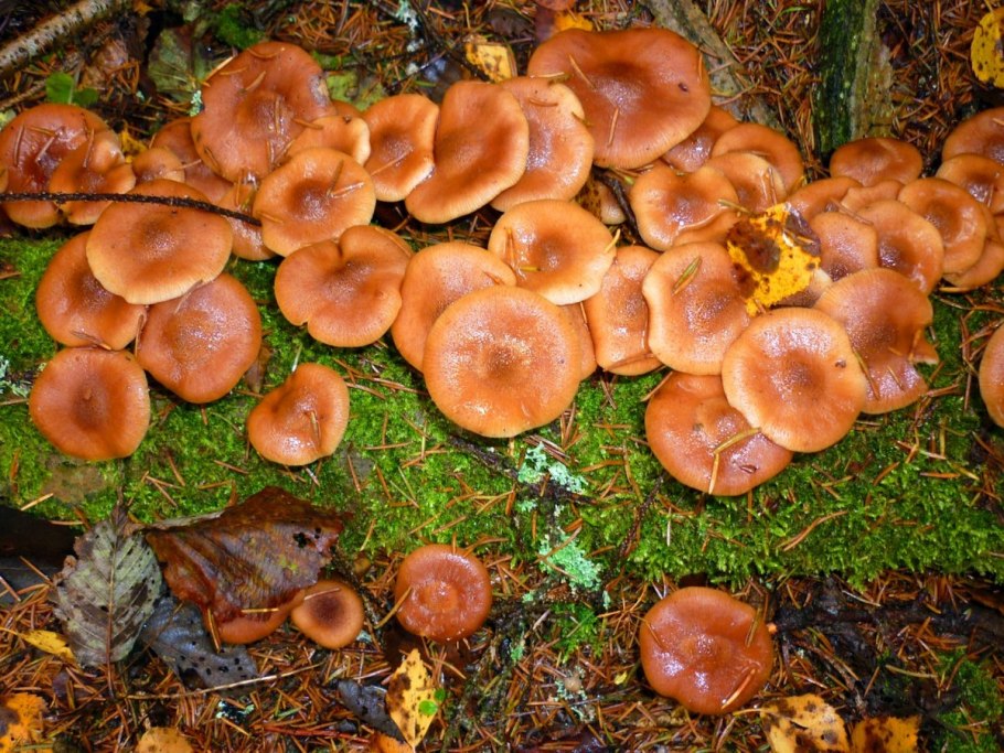 Рыжик еловый (Lactarius deterrimus)