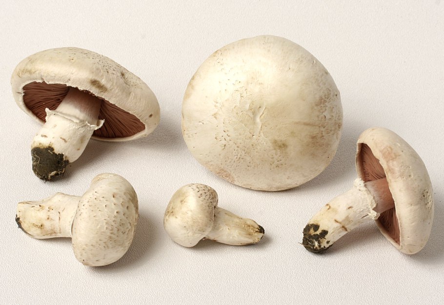 Шампиньон обыкновенный (Agaricus Campestris)