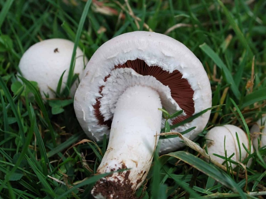 Шампиньон луговой agaricus campestris