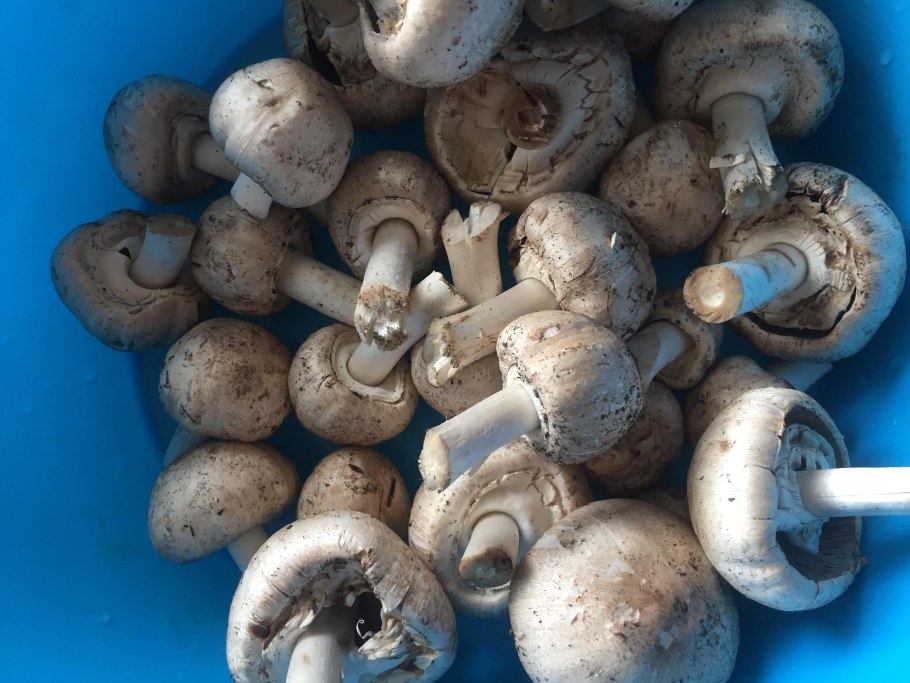 Шампиньон Таблитчатый (Agaricus tabularis)