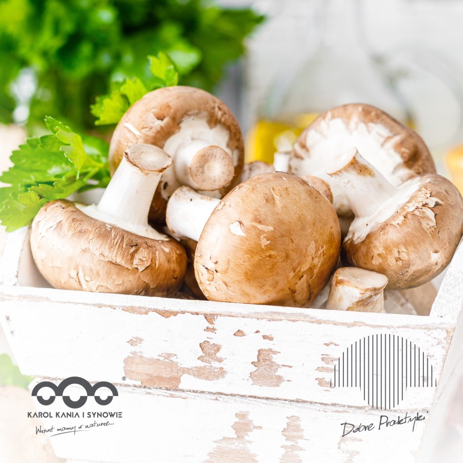 Шампиньон Луговой Agaricus Campestris