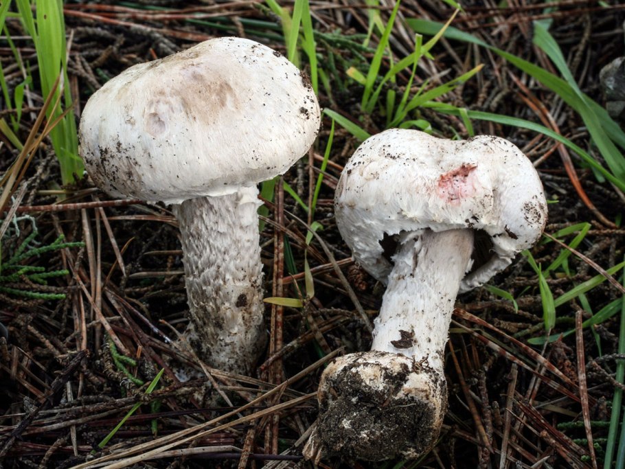 Шампиньон кривой (agaricus abruptibulbus)