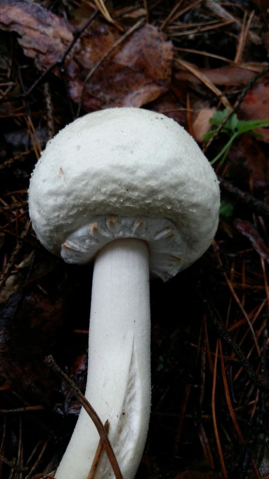 Печерица Луговой шампиньон