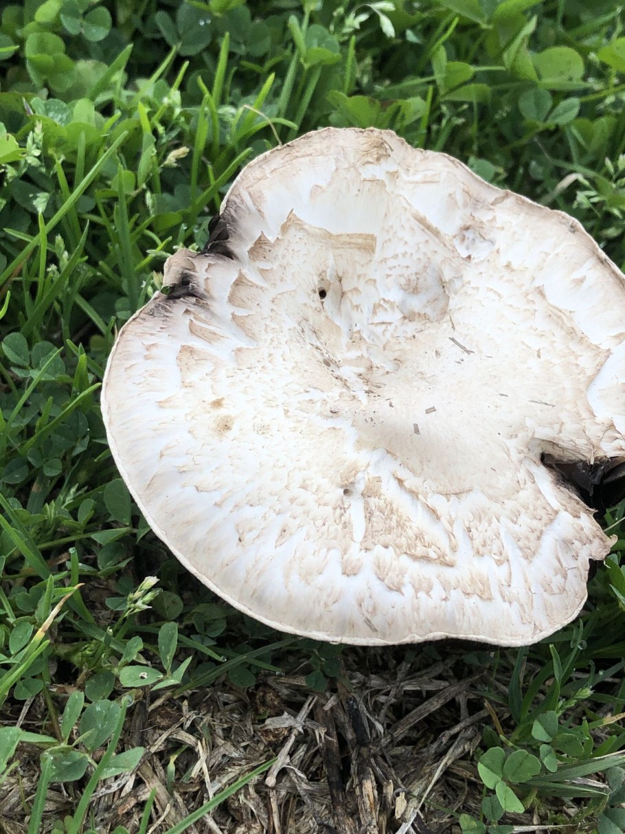 Шампиньон мухоморовидный