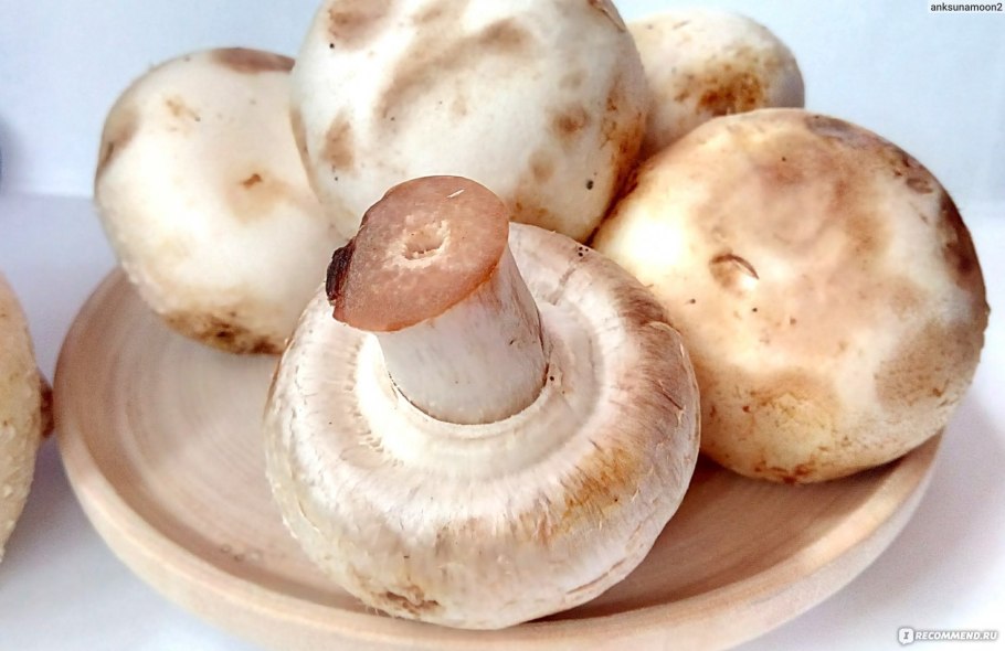 Шампиньон Лесной (Agaricus sylvaticus)