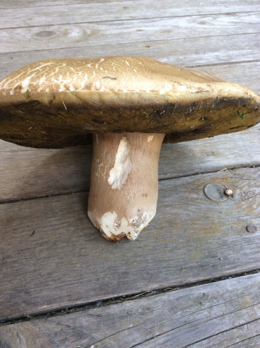 Гриб польский Боровик