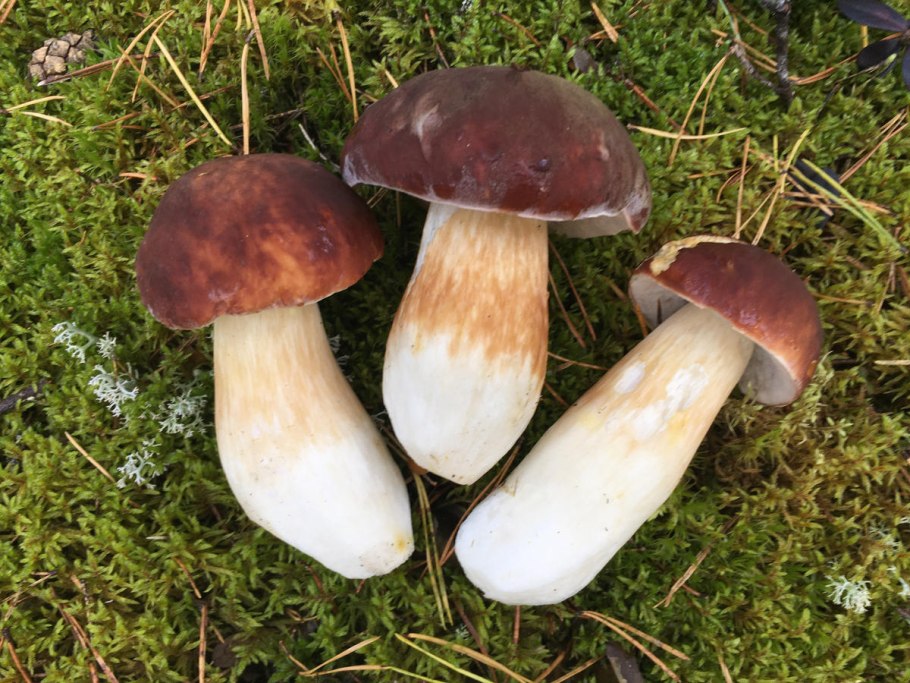 Старый гриб