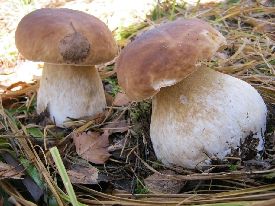 Русские грибы