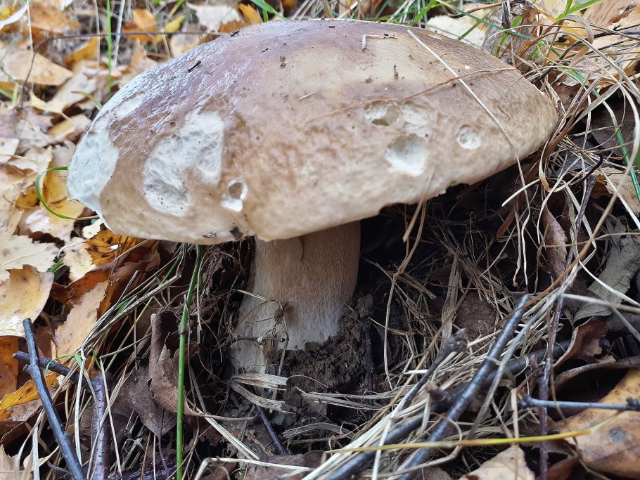 Грибы Крыма белый гриб Сосновик