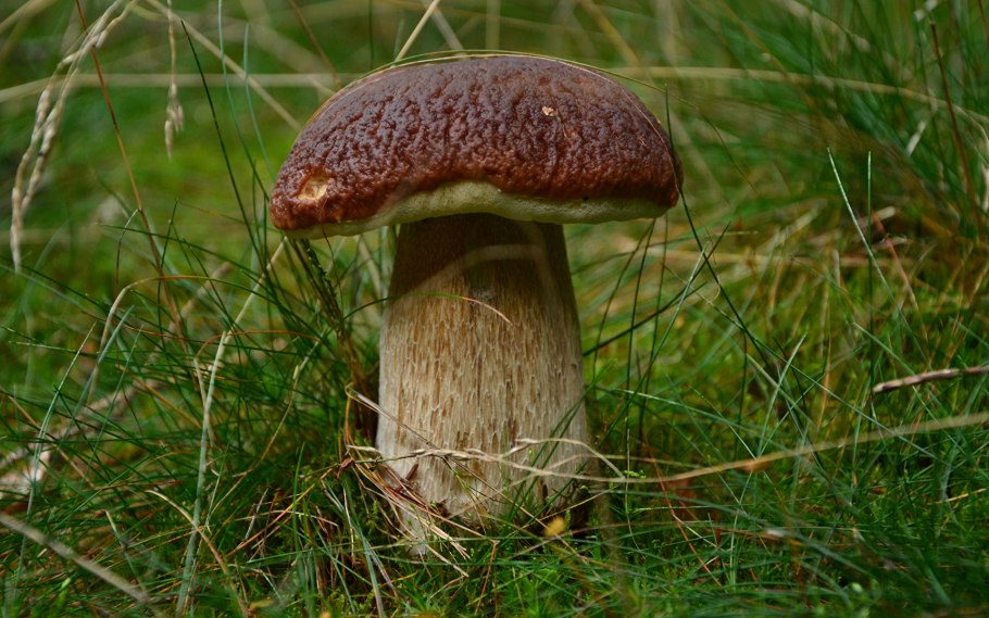 Перезрелые грибы