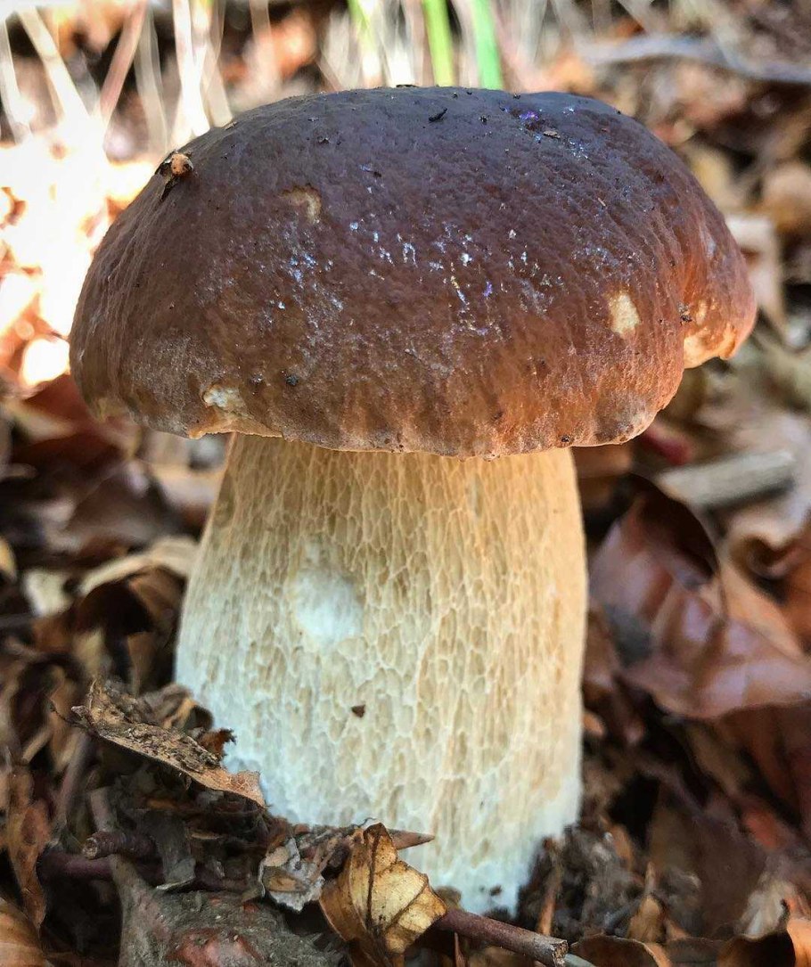 Польский гриб старый