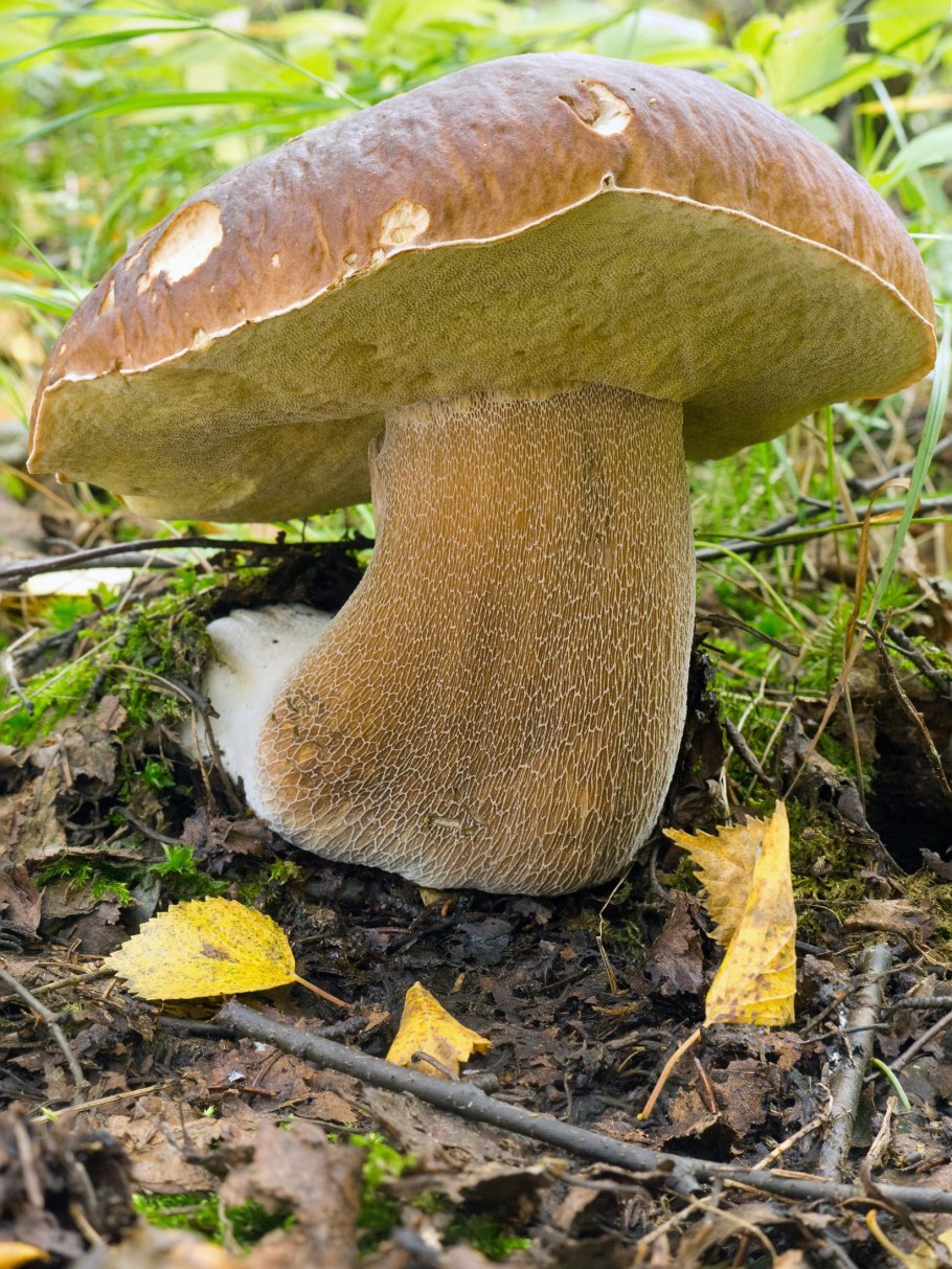 Грузди, волнушки, валуи, горкушки, рядовки, толкачики, скрипицы