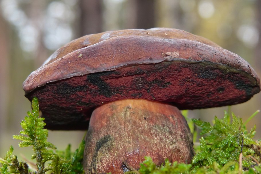 Гриб Эдулис