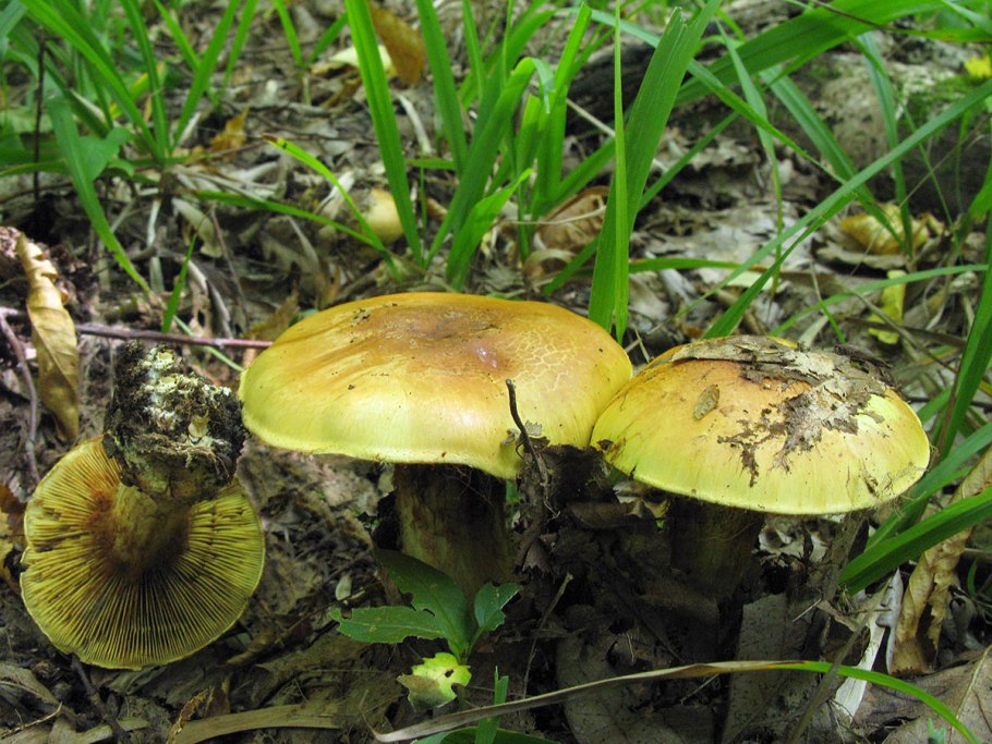 Паутинник жёлто-зелёный