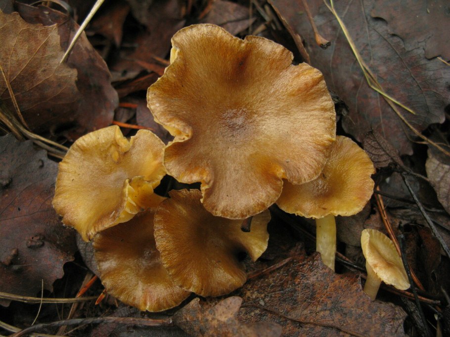 Оранжевая вешенка Phyllotopsis